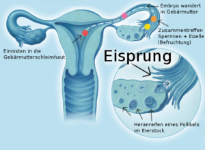 Dem Eisprung auf der Spur - Schwangerschaft.net